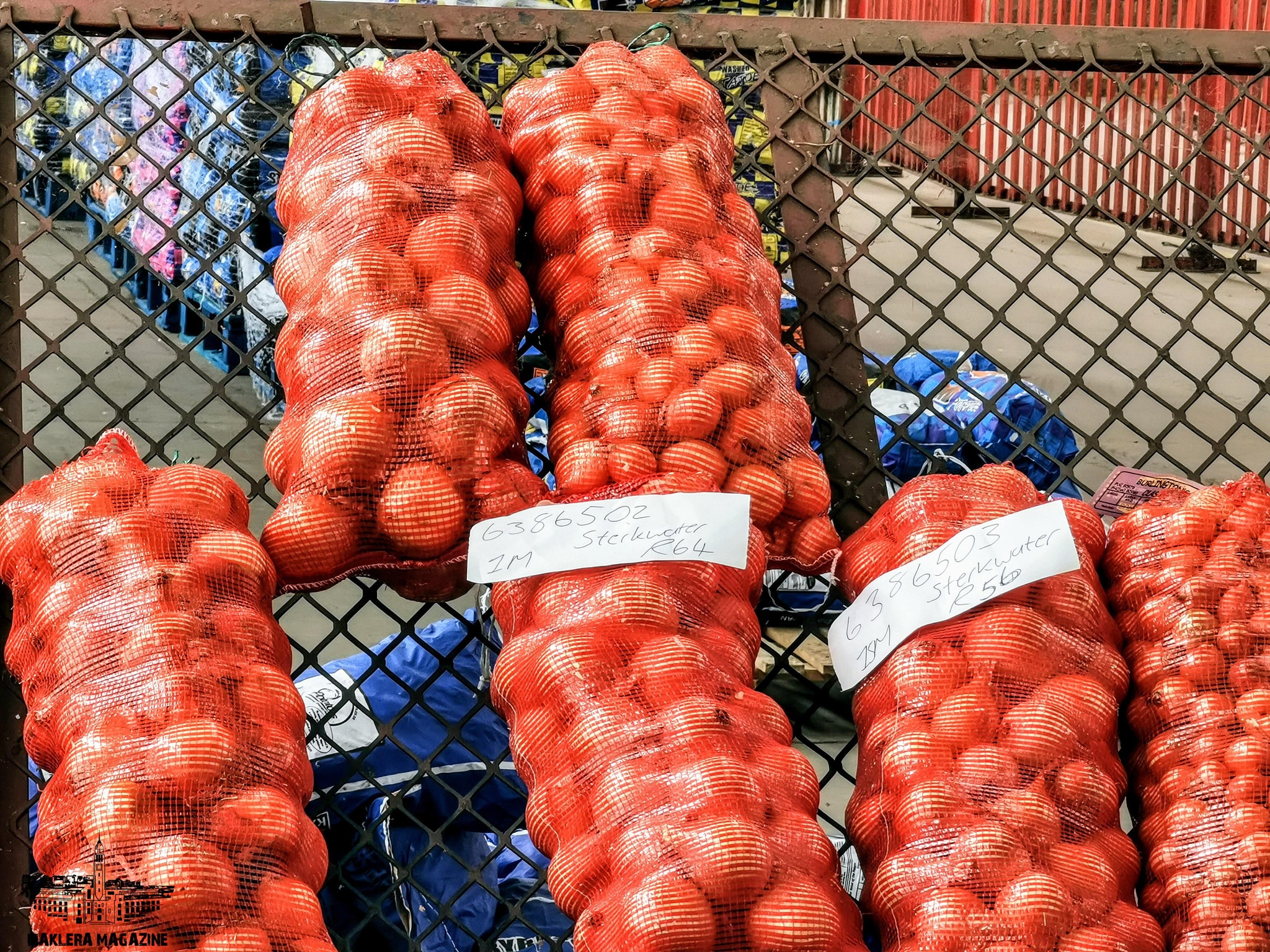 Fresh Onions in Mesh Bags